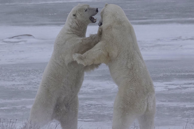 Cheap Polar bear tour Churchill