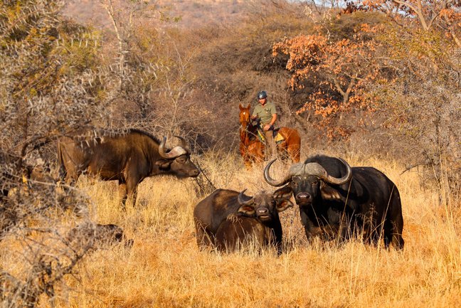 Horse Riding Safari in Africa